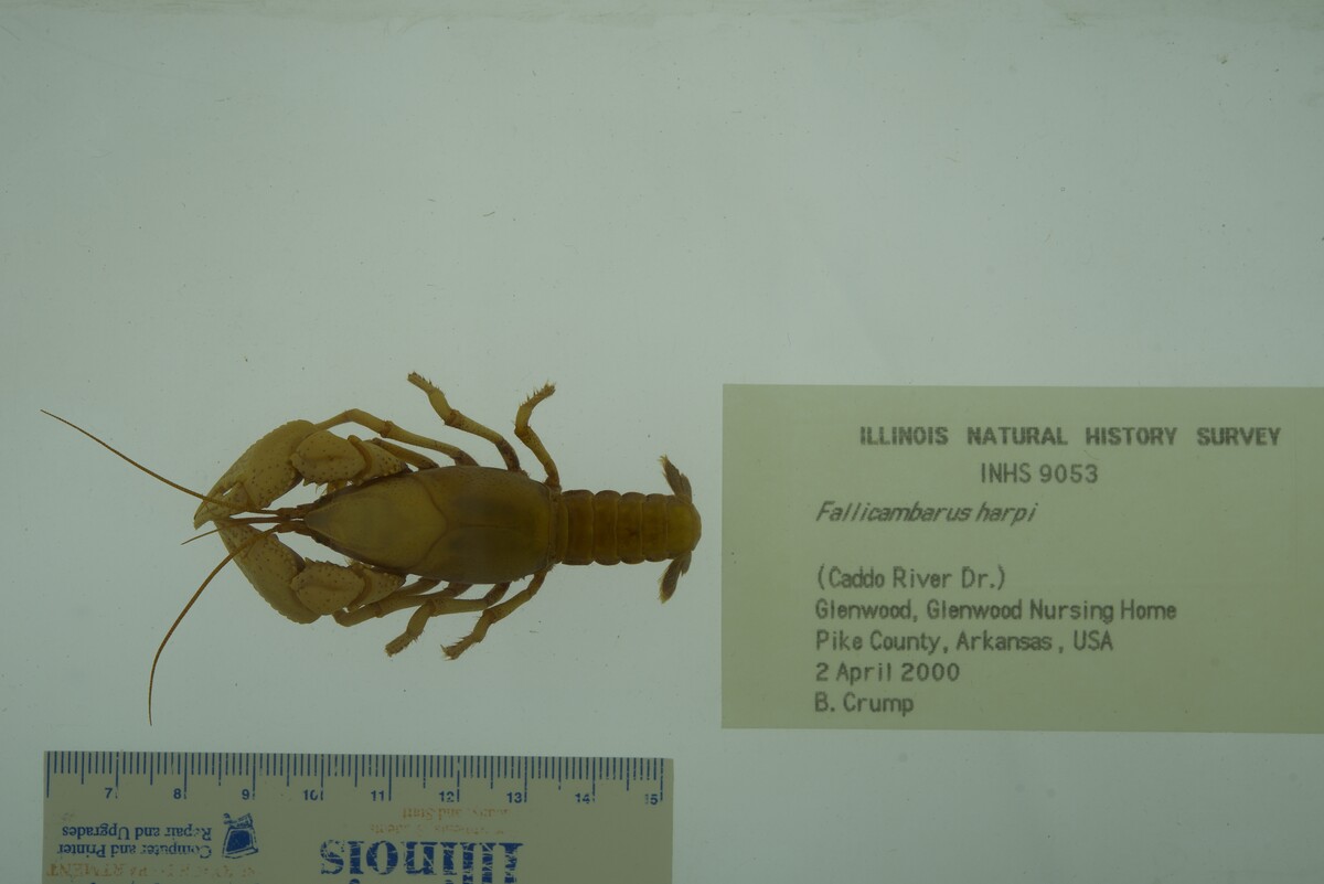 Fallicambarus harpi image